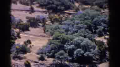 California (1955): Two People Running Outdoors In The Woods