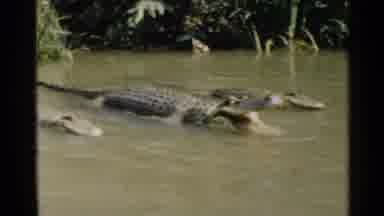 Disneyland (1959): Crocodile River Water Park Family Outing Trees Roaming Zoo