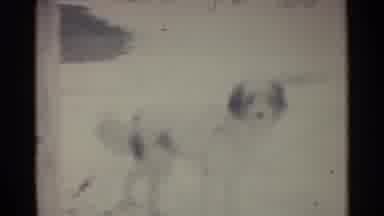 Ohio USA (1959): Small Dog Outside In Snow Tied Up On A Chain Dog Barks In
