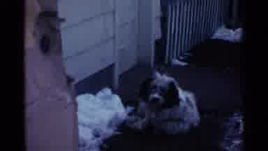 Ohio USA (1959): A Very Sad Looking Dog Who0 Is Sitting Outside Of A House Waiting