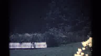 Ohio USA (1959): A White Rose Bush In A Large Backyard Area