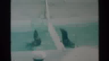 South Dakota (1959): Two Seals Toss A Ball Over A Partition In A Pool