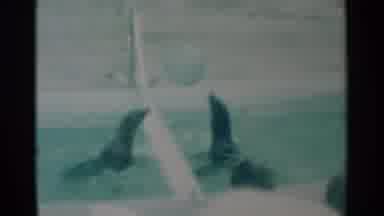 South Dakota (1959): Two Seals Entertaining Playing In Pool With Ball Bouncing