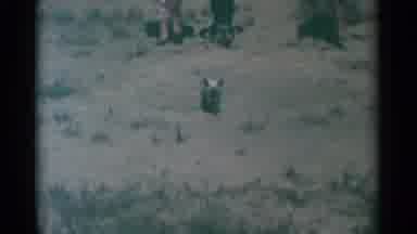 South Dakota (1959): Siamese Cat Walks Towards Camera On A Bright Sunny Day
