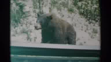 Cheyenne Wyoming (1961): Brown Bear Looks At Camera While Eating On A Bright Sunny
