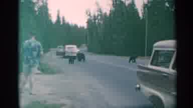 Cheyenne Wyoming (1961): Baby Bear Mama Bear Car Kid On Bicycle Crowd Trees Summer