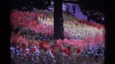 Switzerland (1961): Flowers In Garden Large Display In Park Setting People Walking