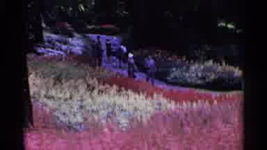 Switzerland (1961): Large Garden Area With Pretty Flowers People On Train Ride At