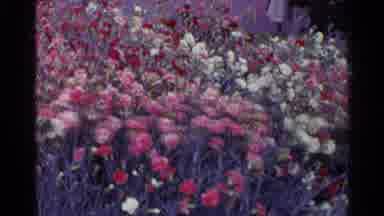 Switzerland (1961): Different Colors Of Flowers And People Walking On The Side