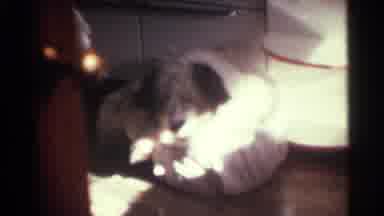 Kentucky USA (1963): Dog On A Pillow