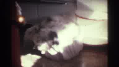 Kentucky USA (1963): While A Dog Cleans Himself Suddenly Something Takes His