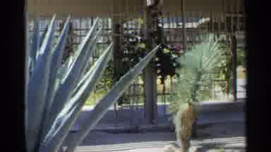 Scottsdale Arizona (1968): Old Shop And Corresponding Court Panning With Trees And