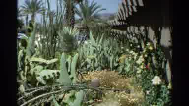 Scottsdale Arizona (1968): Cactus Garden On A Bright Sunny Day