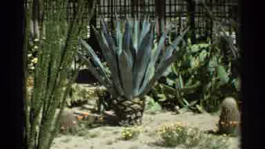 SCOTTSDALE ARIZONA-1968: Agave and Cacti in Desert Garden Transition to Lush Lawn