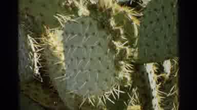 Scottsdale Arizona (1968): People Standing Next To A Cactus As One Checks The