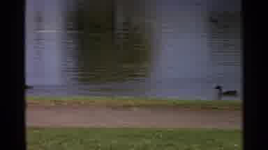 Scottsdale Arizona (1968): Ducks Drifting In A Pond And Several People Gathered