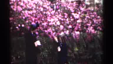 New Orleans Lousiana (1949): A Whole Bunch Of Beautiful Pink Flowers On A Green