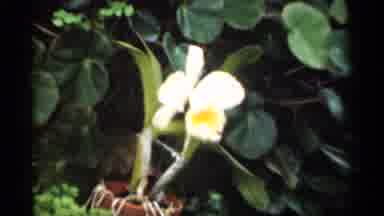 New Orleans Lousiana (1949): White Orchids Growing In Flower Pots In Garden