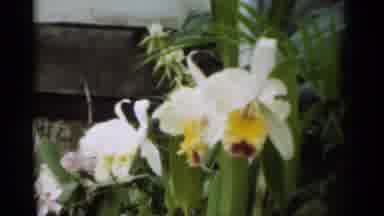 New Orleans Lousiana (1949): Two Beautiful White And Yellow Flowers Are Shown The