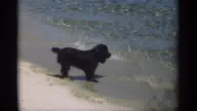 New Orleans Lousiana (1949): Small Black Dog Standing Close To Beach Shore Runs Up