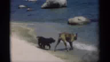New Orleans Lousiana (1949): Two Dogs Running And Playing On A Sandy Beach With