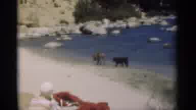 New Orleans Lousiana (1949): Girl Sitting On Beach Watches Dogs Playfully Explore