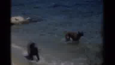 New Orleans Lousiana (1949): Two Dogs In Water Near Sandy Beach Person Sitting On