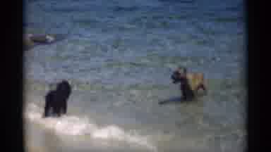 New Orleans Lousiana (1949): Two Dogs In The Water At A Beach