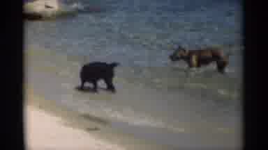 New Orleans Lousiana (1949): 2 Dogs Playing The Sea Like Bath Also