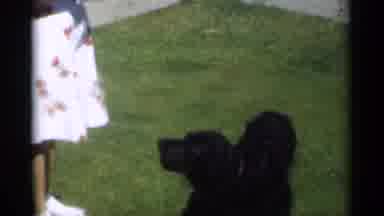 New Orleans Lousiana (1949): Adorable Medium Size Pet Dog With Long Black Fur