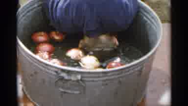 New York USA (1954): Person Sticking Head In Tub Of Water To Remove Apple With
