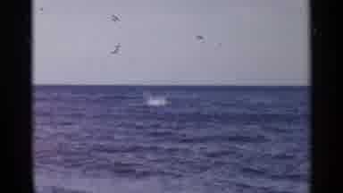New York USA (1954): Something In The Ocean Swimming Around The Surface Of The