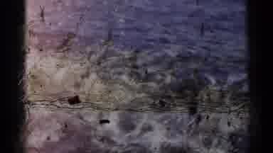 New York USA (1954): Fish Men Women Kids Boys Water Waves Smacking Smiling Jumping