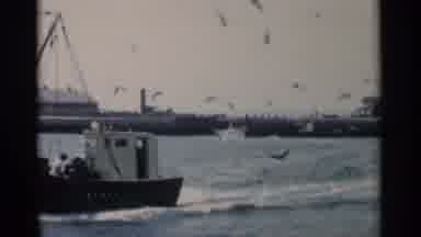 Cape Cod Massachusetts (1956): A Bunch Of Birds Flying Over A Lake That Also Has