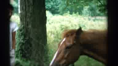 Jones Beach New York (1956): Horse Eating From Tall Grass While Person Stares At