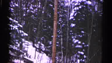 Duluth Minnesota (1960): A Place In A Forest With Trees Under The Snow Looping