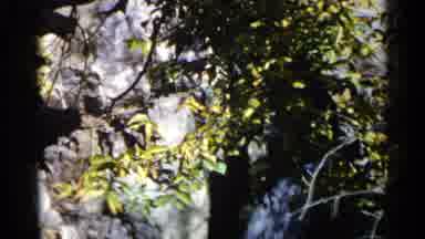 Sioux Falls South Dakota (1960): A Panning Of Leaves And Branches From A Tree With