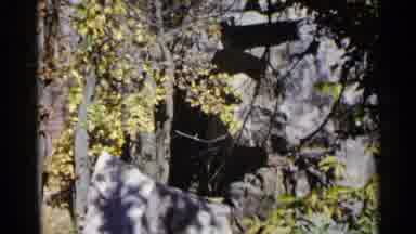 Sioux Falls South Dakota (1960): Bird Flying Through Trees And Around Rocks With