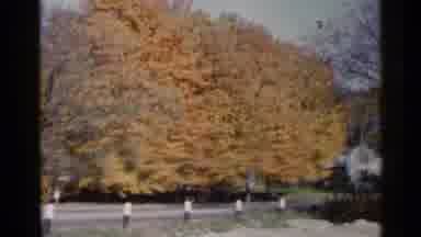 Sioux Falls South Dakota (1960): Gold Fall Trees On A Bright Sunny Day
