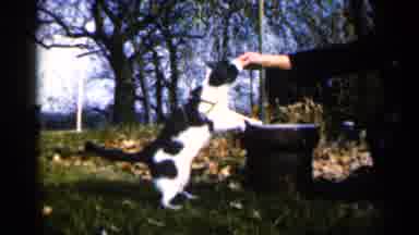 Sioux Falls South Dakota (1960): Cat In Nature Eating From Woman's Hand