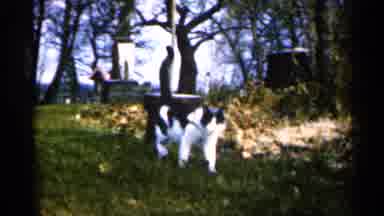 Sioux Falls South Dakota (1960): Evening Fall Free Cat Nature Grass Chilly