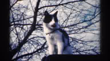 Sioux Falls South Dakota (1960): A Bunch Of Shots Of A Black And White Cat Doing