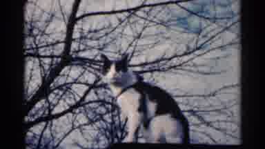 Sioux Falls South Dakota (1960): A Cat Is Perched Up On A Building Then Jumps Off