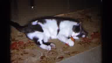 Sioux Falls South Dakota (1960): A Black And White Cat Lays On A Flowered Carpet