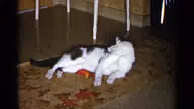 Sioux Falls South Dakota (1960): Cute White And Black Cat Grooming Itself On The