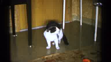 Sioux Falls South Dakota (1960): Cat Scared Of Fake Snake Followed By Marching