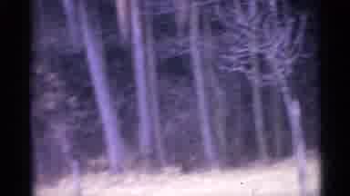 Spain (1961): Trees In A Forest In The Fall