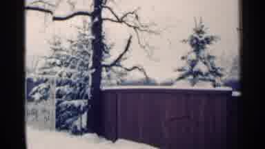 MINNESOTA USA-1964: Snow Covered Trees And Brown Fence On A Clear Winter Day