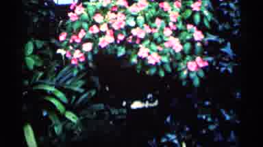 Minnesota USA (1964): A Several Different Types Of Flowers And Then A Stream