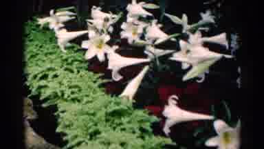 Minnesota USA (1964): Three Rows Of Flowers With Colors White Red And Green